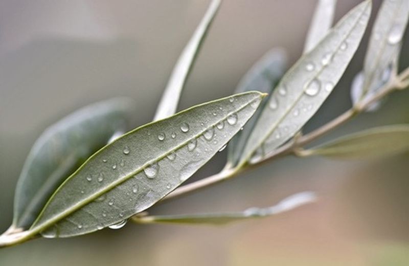 Presentazione benefici delle foglie di olivo 