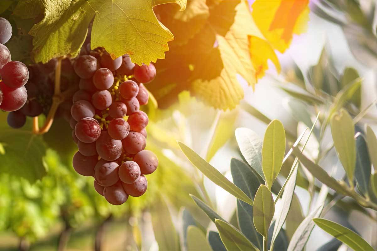 UVALIVO: Natura e ricerca per un benessere totale