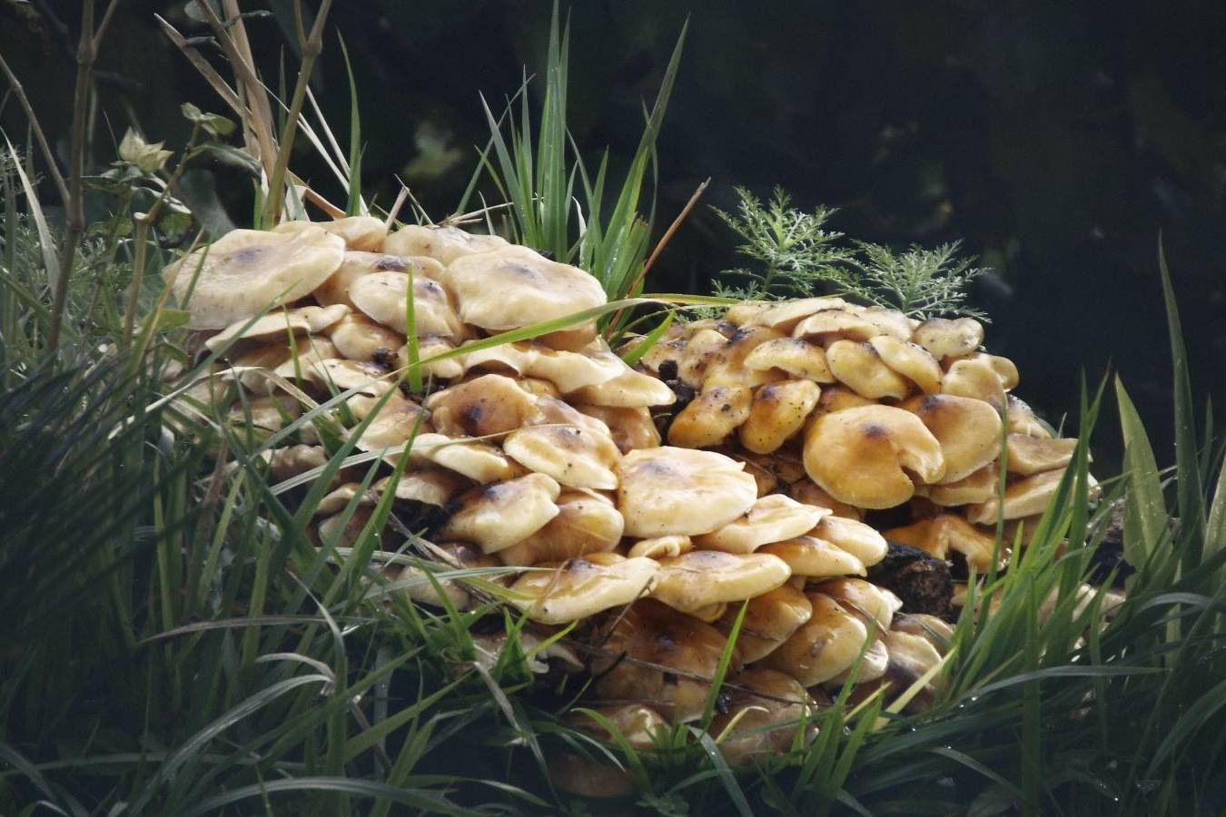 CORSO SULLE ERBE SPONTANEE