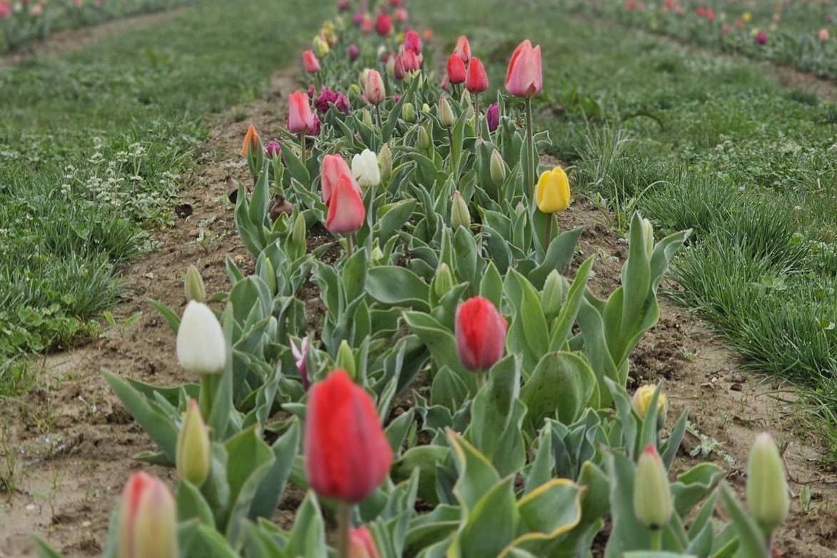 Tulipani in lavandeto