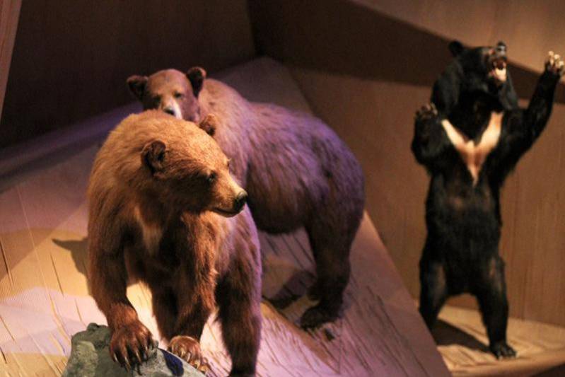 Alla scoperta del Mondo Animale