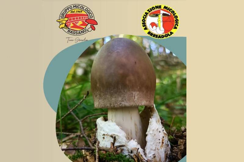Mostre del Gruppo Micologico Bassano "Tono Greselin"