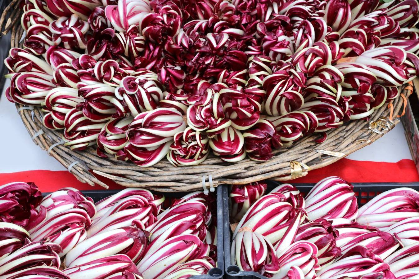 Festa del radicchio