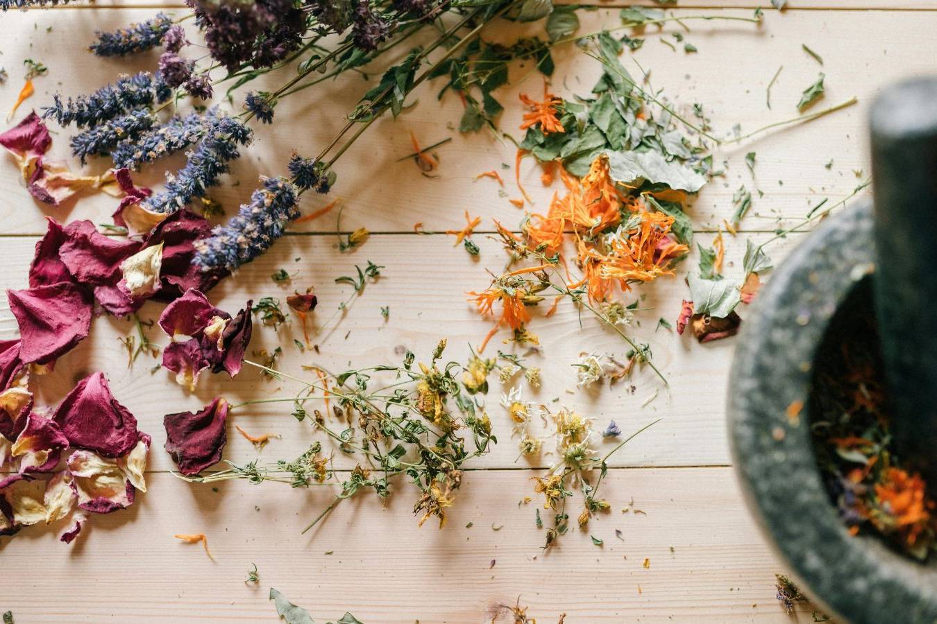 BoscAsolo. Il taccuino del Naturalista. Alla scoperta di erbe, piante e abitanti del bosco.