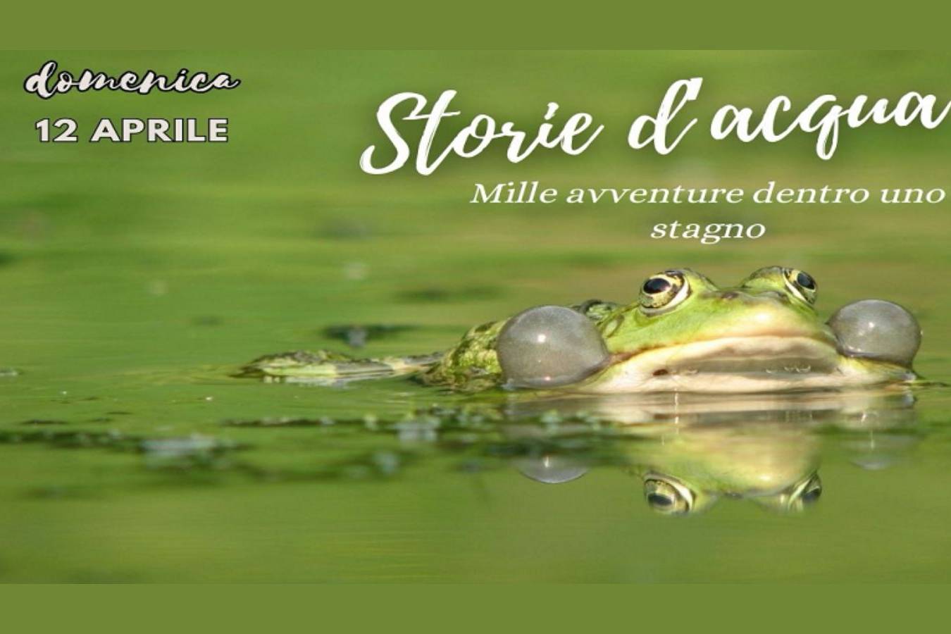 Storie d'acqua - Mille avventure dentro uno stagno