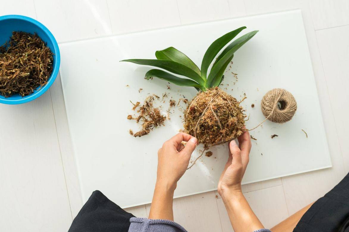 Kokedama