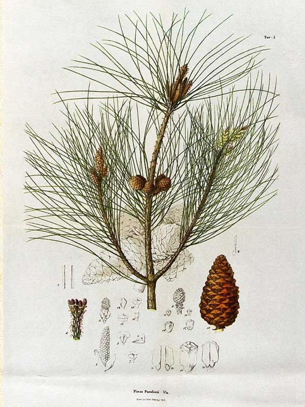 Pinus Parolinii