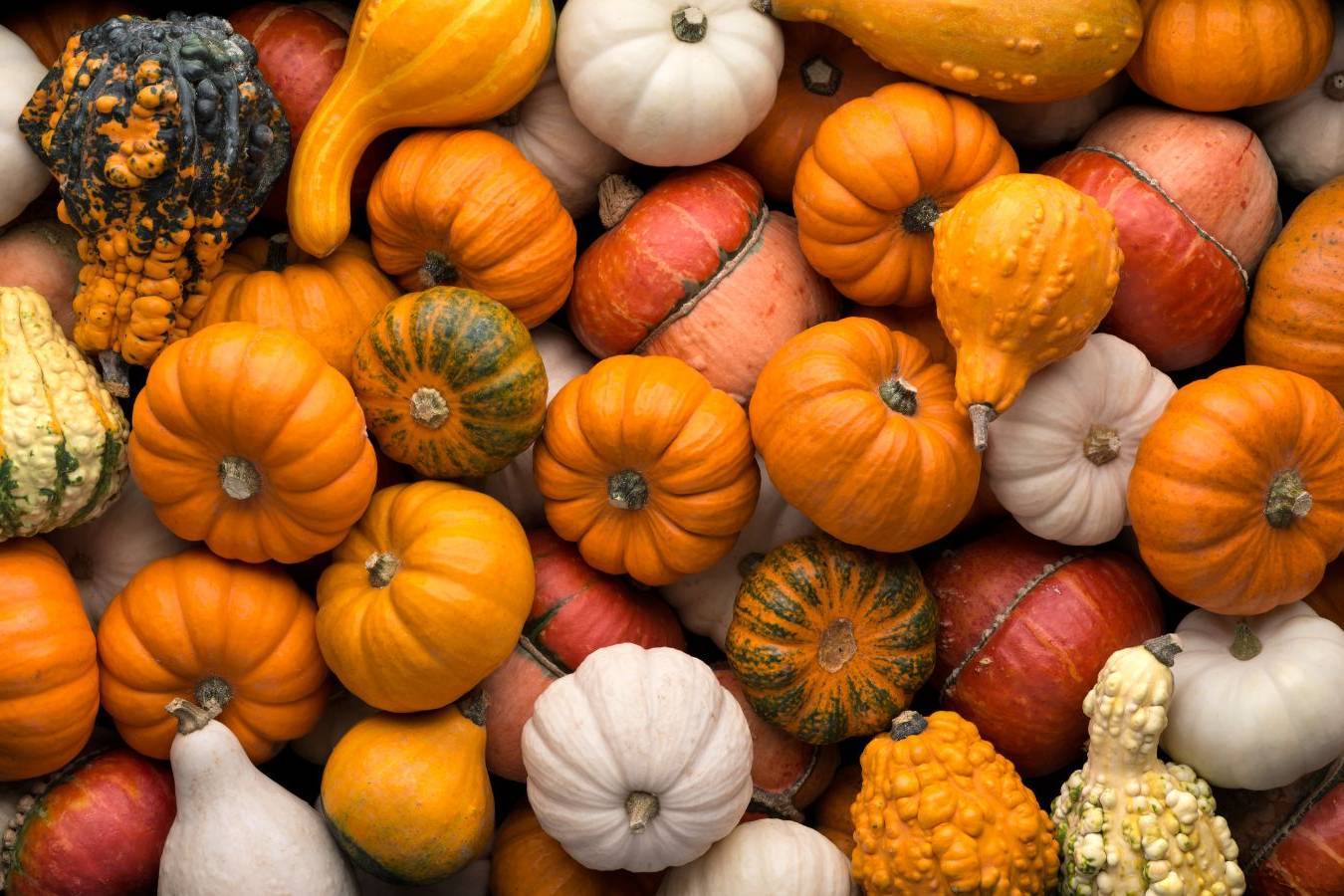 Festa dea Suca (della Zucca)