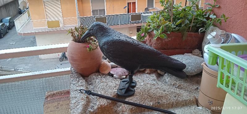 corvo finto scacciapiccioni