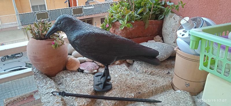corvo finto scacciapiccioni