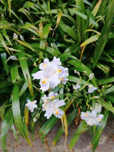 IRIS JAPONICA "FIORE FARFALLA"