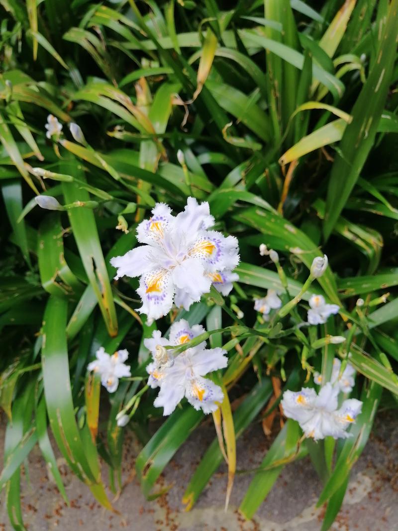 IRIS JAPONICA "FIORE FARFALLA"