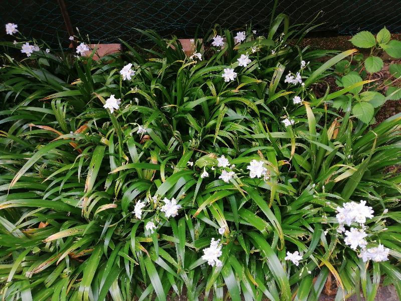 IRIS JAPONICA "FIORE FARFALLA"