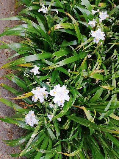 IRIS JAPONICA "FIORE FARFALLA"