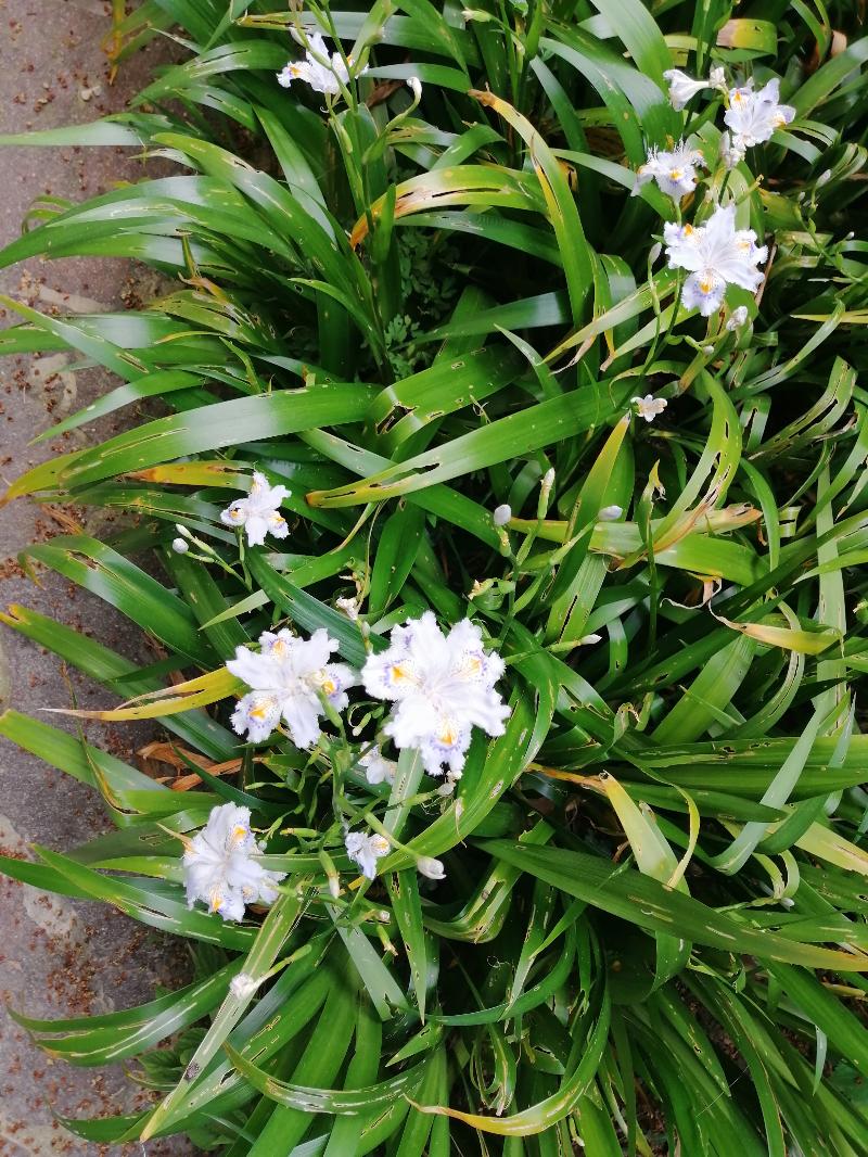 IRIS JAPONICA "FIORE FARFALLA"