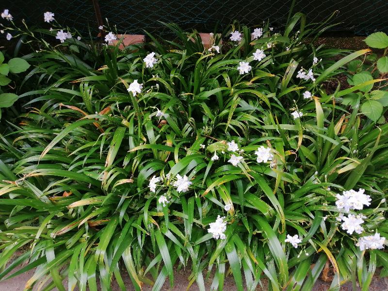 IRIS JAPONICA "FIORE FARFALLA"