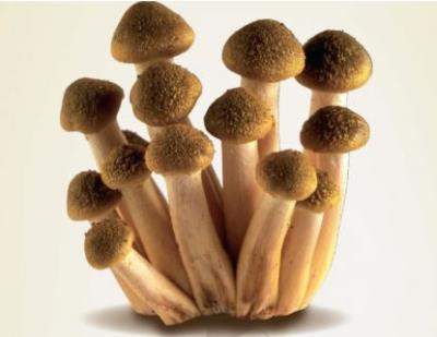 Funghi Chiodini bosco Montello