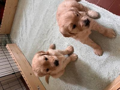 VENDESI CUCCIOLI DI GOLDEN RETRIVER