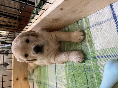 VENDESI CUCCIOLI DI GOLDEN RETRIVER