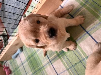 VENDESI CUCCIOLI DI GOLDEN RETRIVER