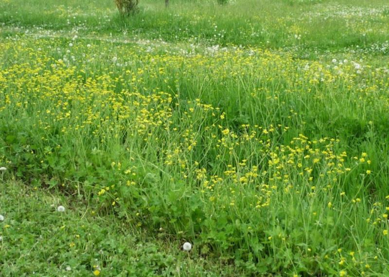 terreno a erba spontanea