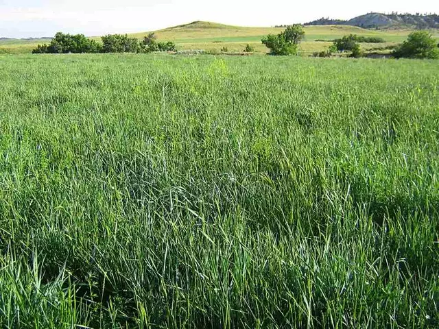 terreno a erba spontanea