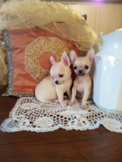 Chihuahua bellissimi cuccioli in vendita