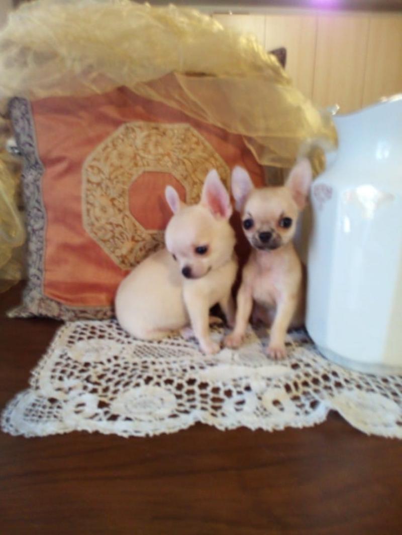 Chihuahua bellissimi cuccioli in vendita