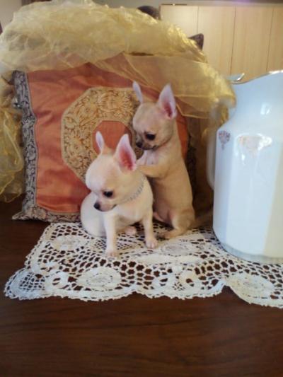 Chihuahua bellissimi cuccioli in vendita