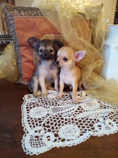 Chihuahua bellissimi cuccioli in vendita