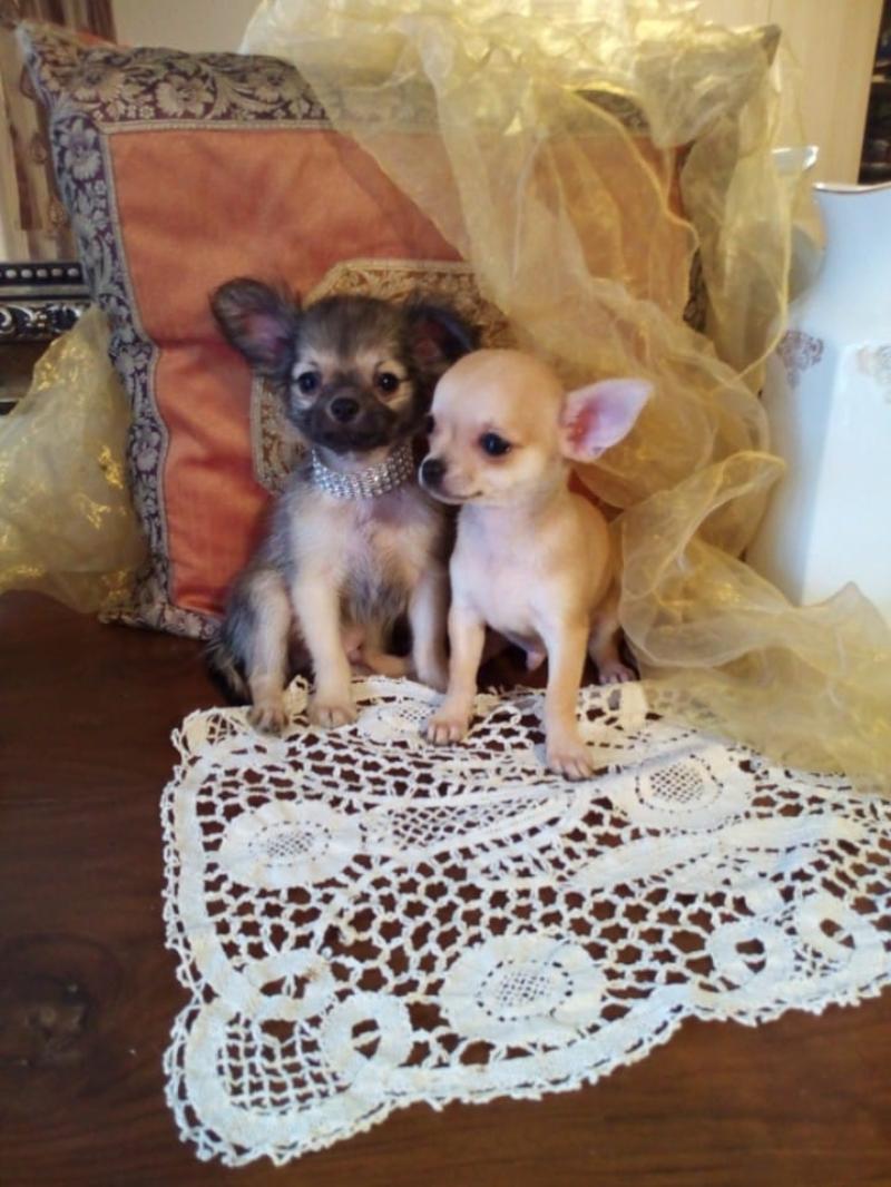 Chihuahua bellissimi cuccioli in vendita