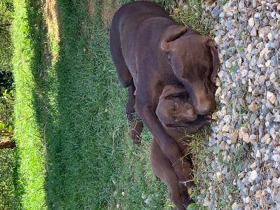 CUCCIOLATA DI BRACCHI TEDESCHI