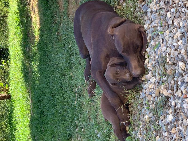 CUCCIOLATA DI BRACCHI TEDESCHI