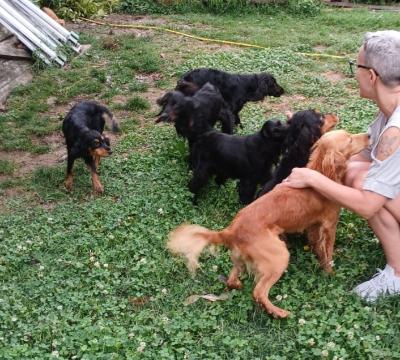 Cuccioli meticci taglia medio-piccola