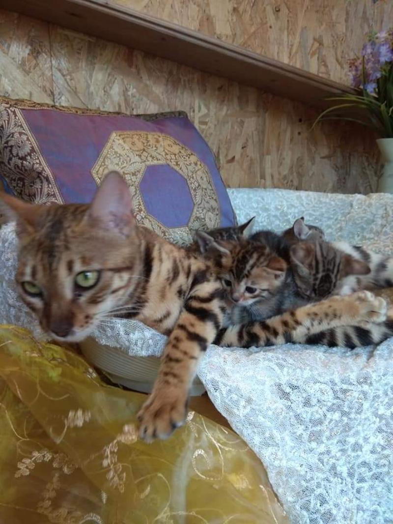 Bengala meravigliosi cuccioli in vendita