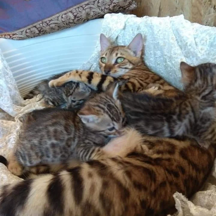 Bengala meravigliosi cuccioli in vendita