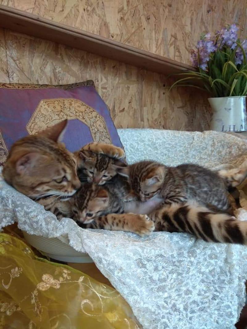 Bengala meravigliosi cuccioli in vendita