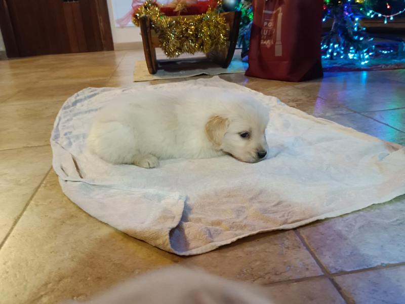 Golden retriever cuccioli 