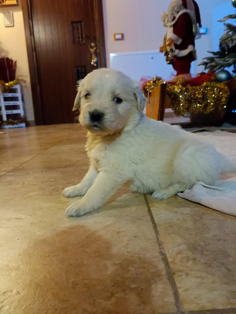 Golden retriever cuccioli 