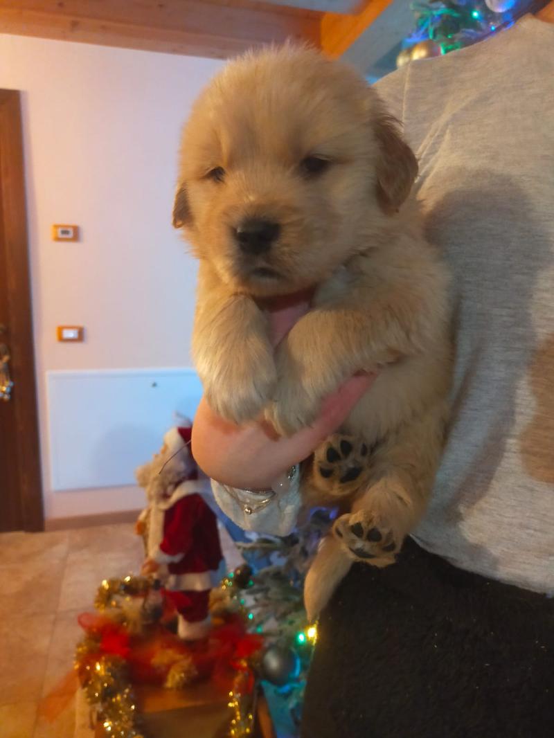Golden retriever cuccioli 