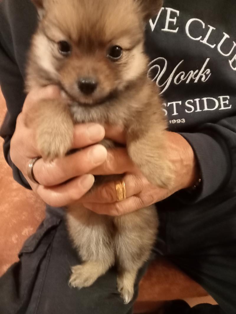 Volpino di Pomerania 