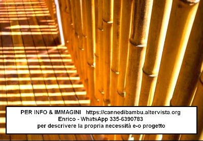 Canne di bambù bambu bamboo 