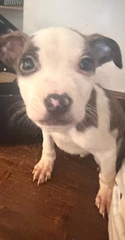 REGALO CUCCIOLI AMSTAFF DI 5 MESI,