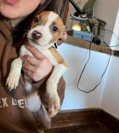 REGALO CUCCIOLI AMSTAFF DI 5 MESI,