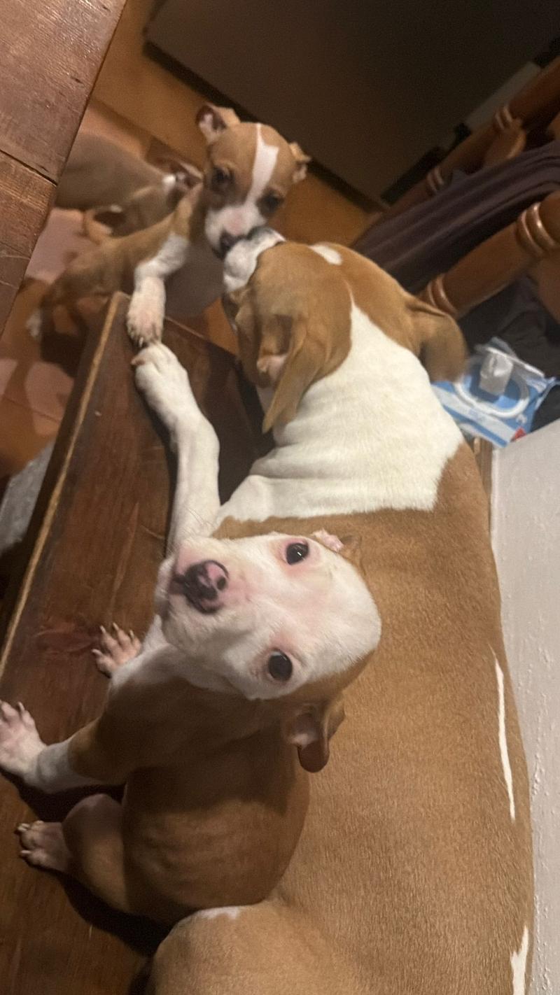 REGALO CUCCIOLI AMSTAFF DI 5 MESI,