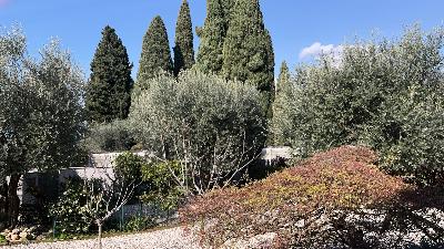 N. 3 ALBERI DI OLIVO