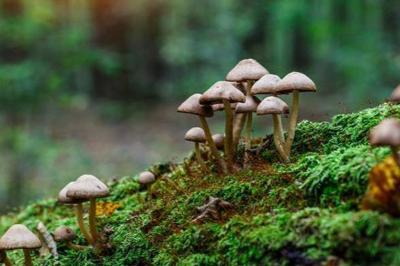 I Funghi e i loro habitat - Quarta Lezione