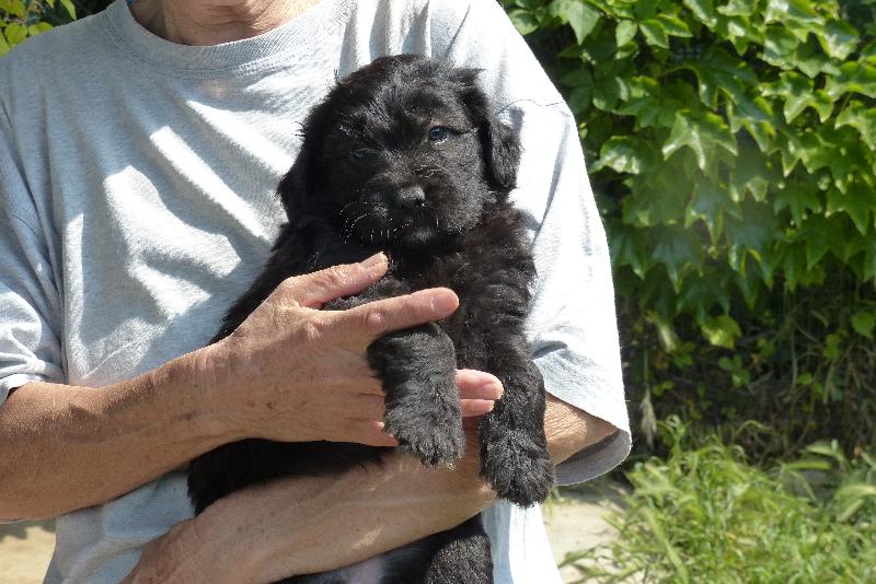 Cucciolo Pastore Bergamasco
