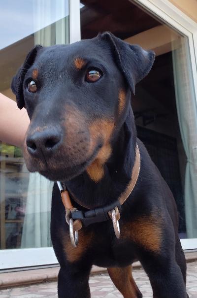 Jagdterrier 