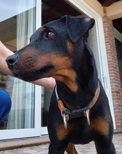 Jagdterrier 